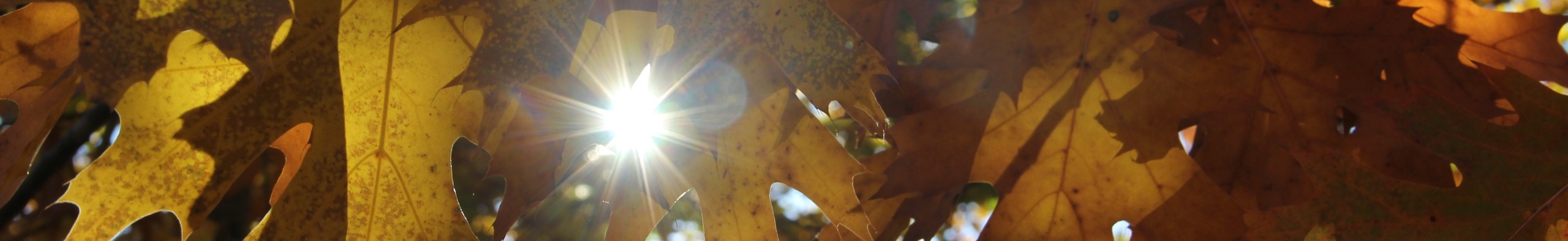 sun through leaves in fall