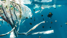 A photo of plastic trash floating in water, surrounded by small fish. Photo by Naja Bertolt Jensen 