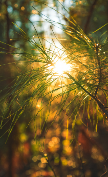 Sun shining through pine needles