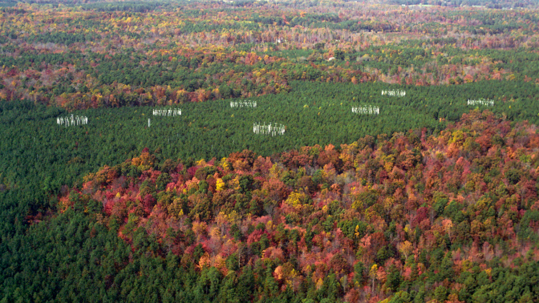 flux tower arrays in Duke Forest, seen from above