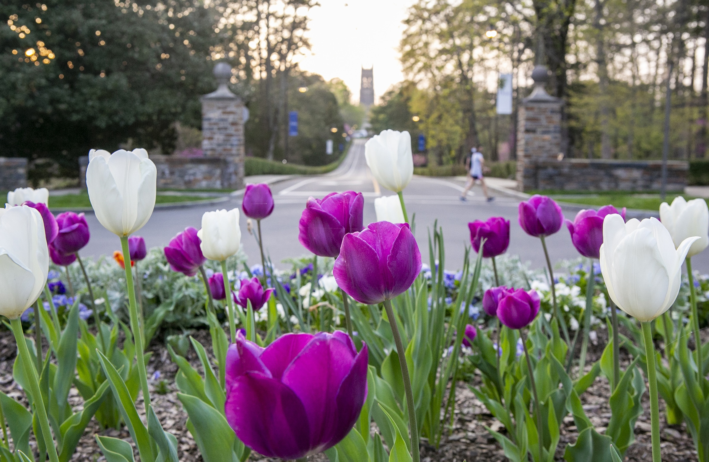 Tulip Garden