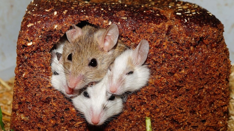 four mice in a hollow inside a loaf of bread