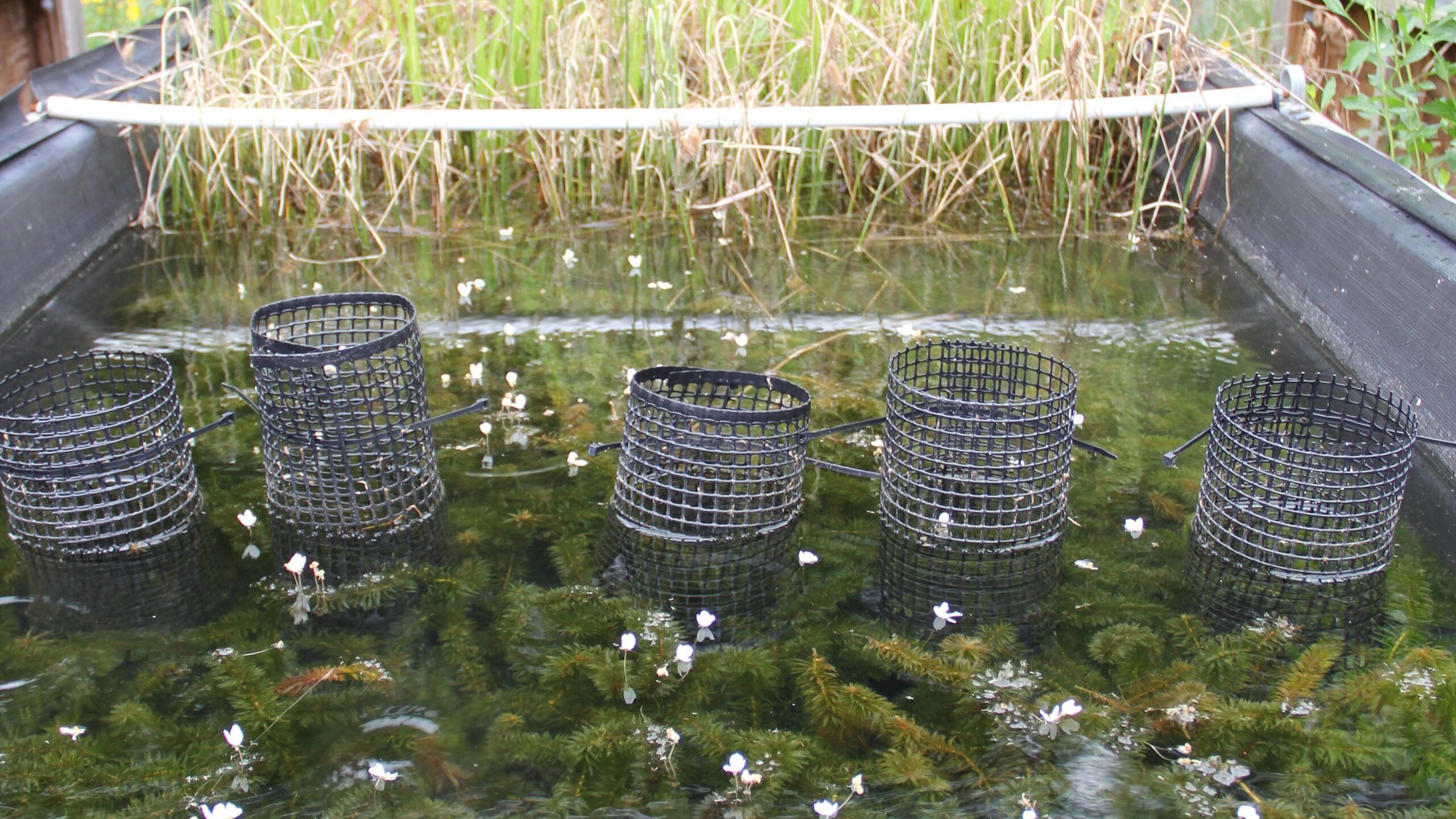 CEINT mesocosm facility