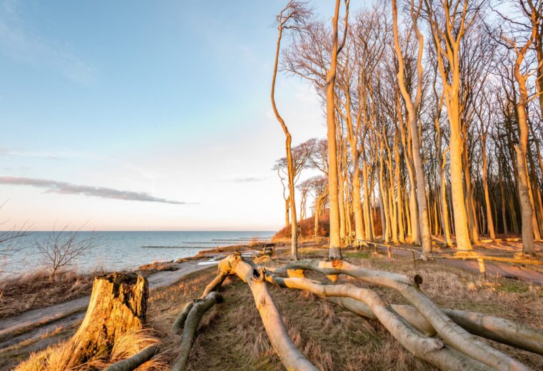 ghost forest